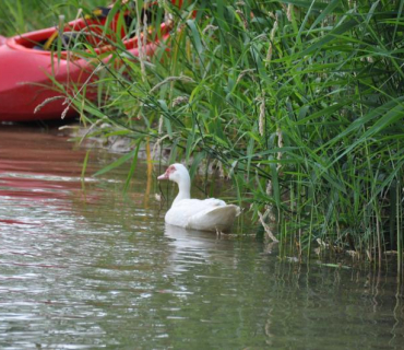 Neckyáda 5.ročník 5. 7. 2015