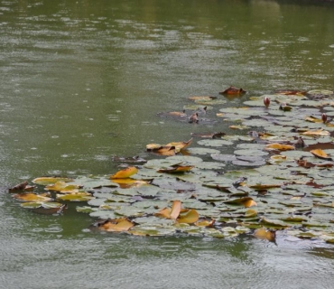 17. ročník Slavnosti holovouských malináčů 5.10.2019