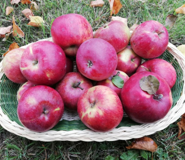 17. ročník Slavnosti holovouských malináčů 5.10.2019