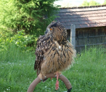 Lesní ekosystém v MŠ a ZŠ Chodovice 30.4.2018