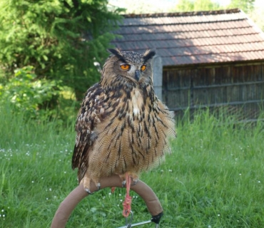 Lesní ekosystém v MŠ a ZŠ Chodovice 30.4.2018